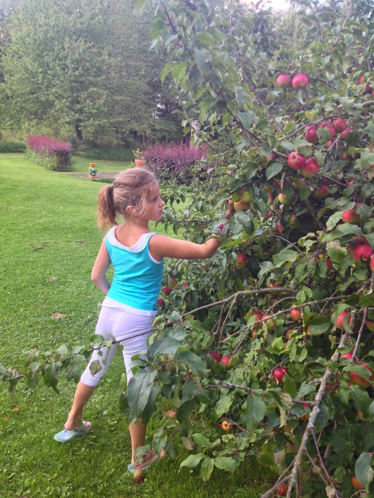 Appeltjes plukken