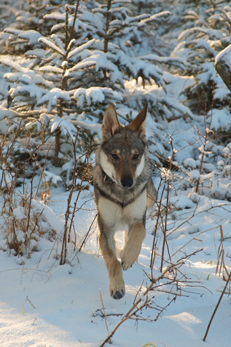 winterwandelen honden welkom