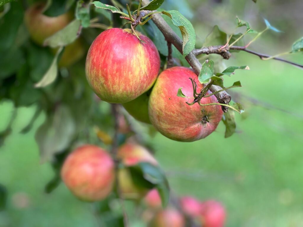 Oogst van eigen landgoed